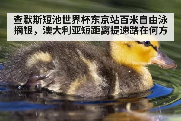 查默斯短池世界杯东京站百米自由泳摘银，澳大利亚短距离提速路在何方